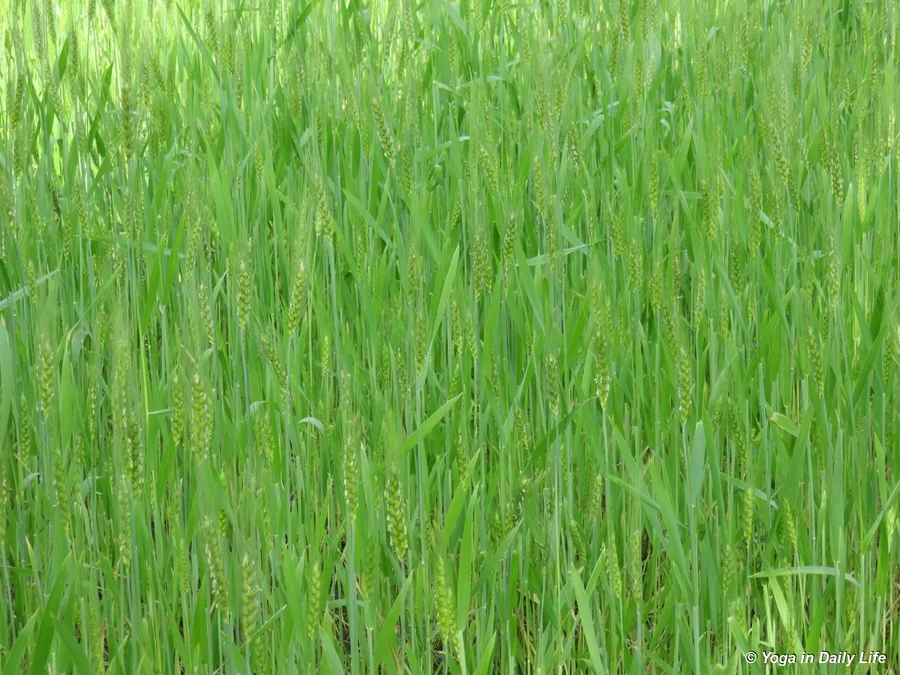 for 2018 chapattis and daliya 72dpi 1200 wm